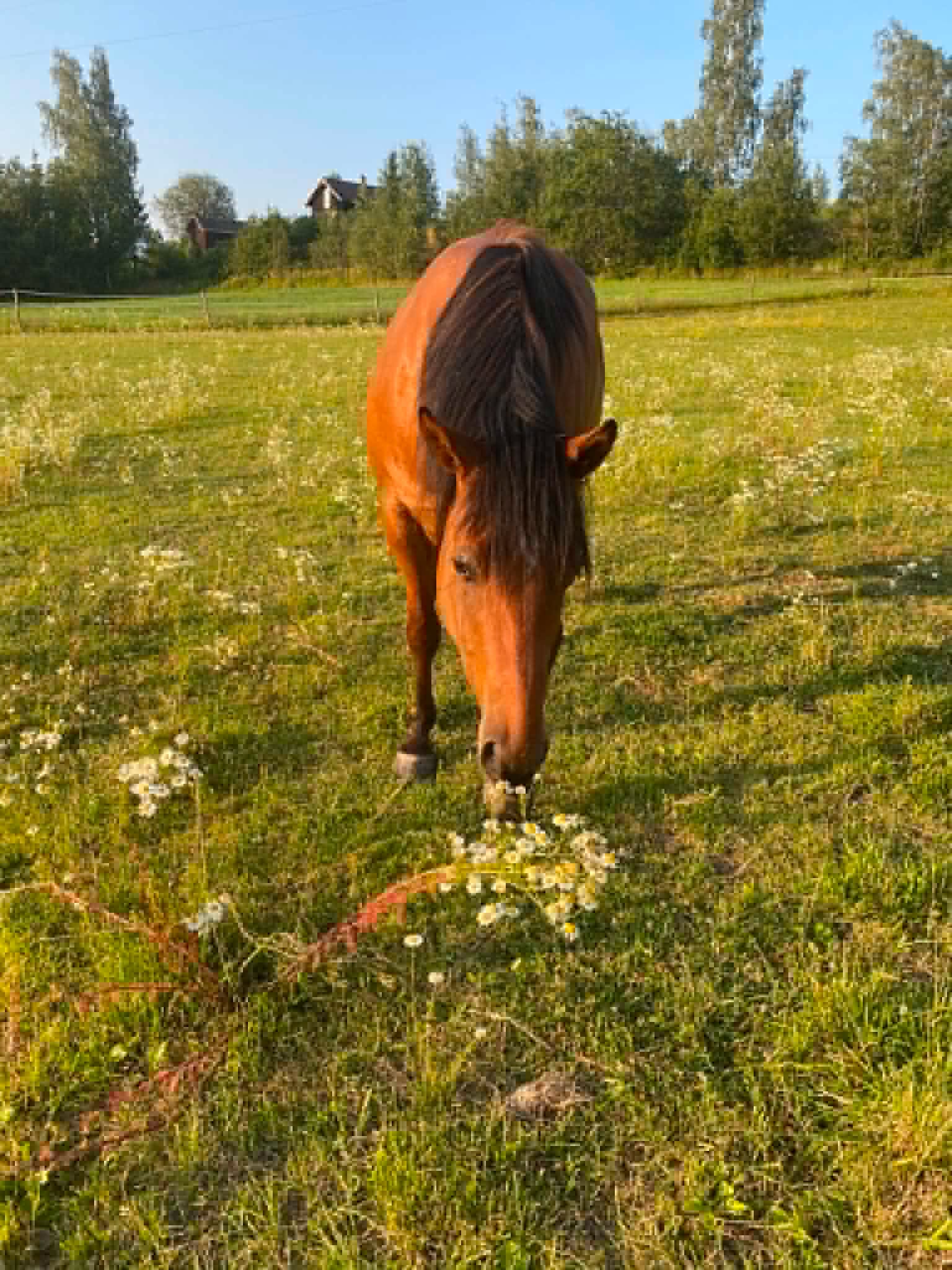 Hest på beite på Lia
