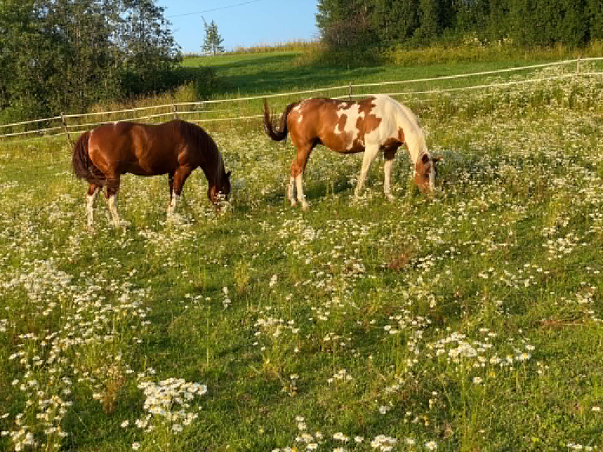 Hester på beite på Lia