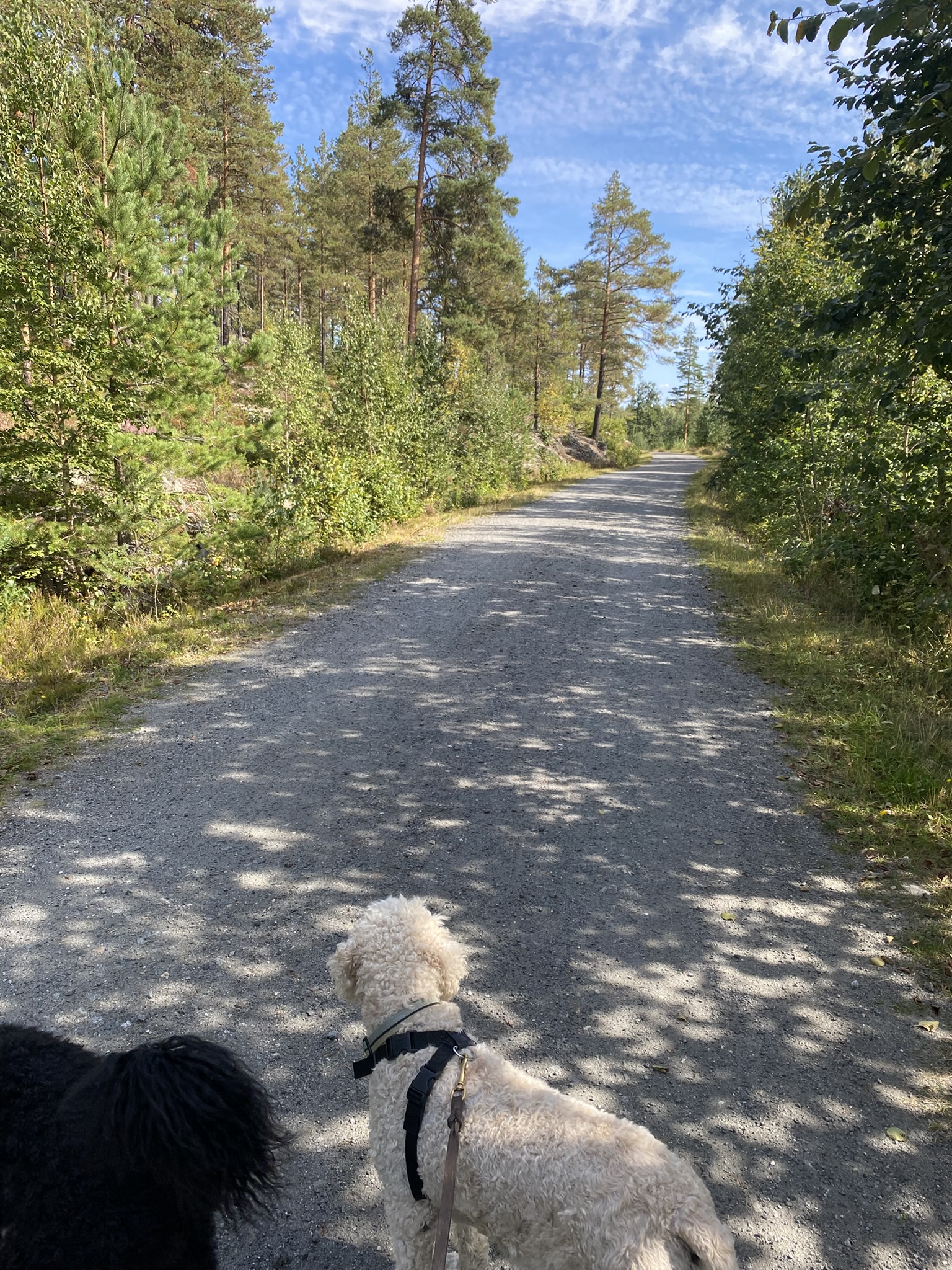 Skogsvei i nærområdet