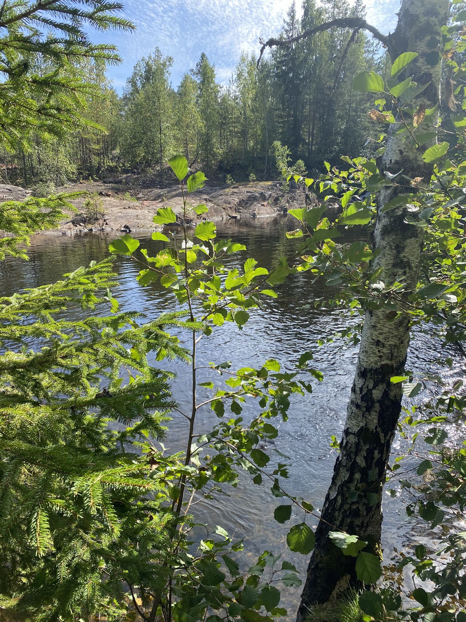Skog og vann
